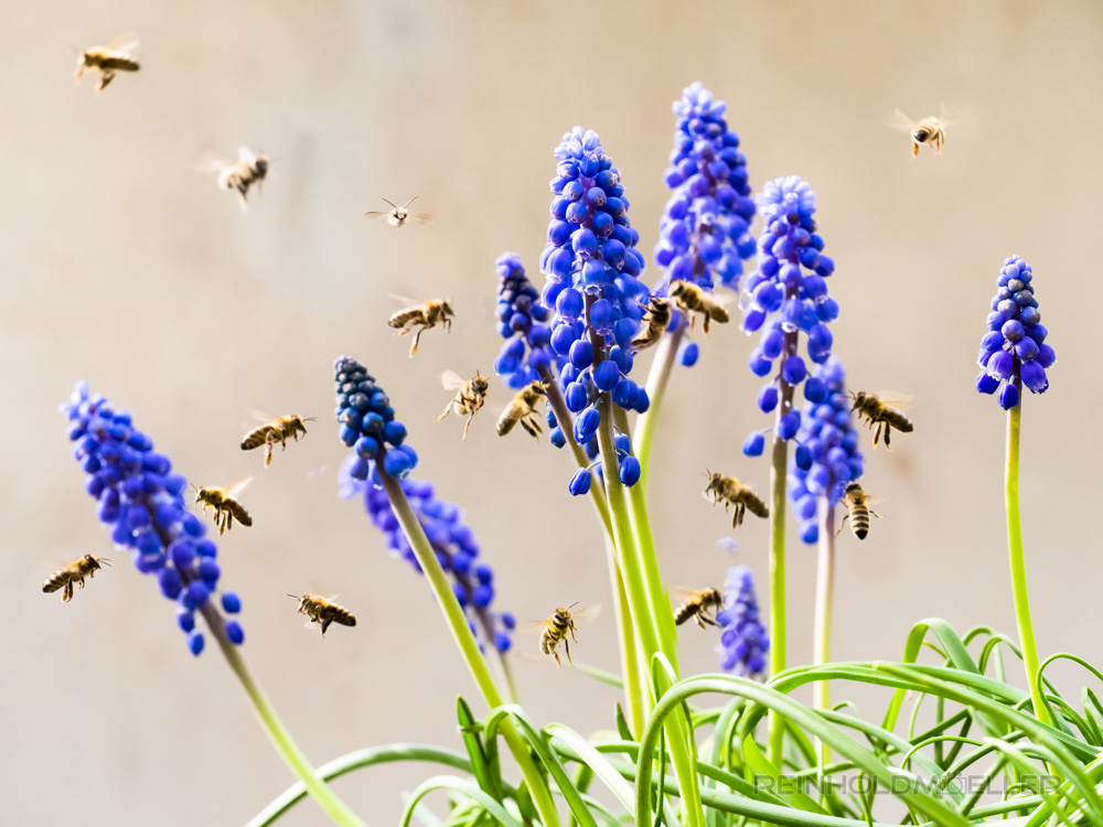 Perlhyazinthen mit Bienen