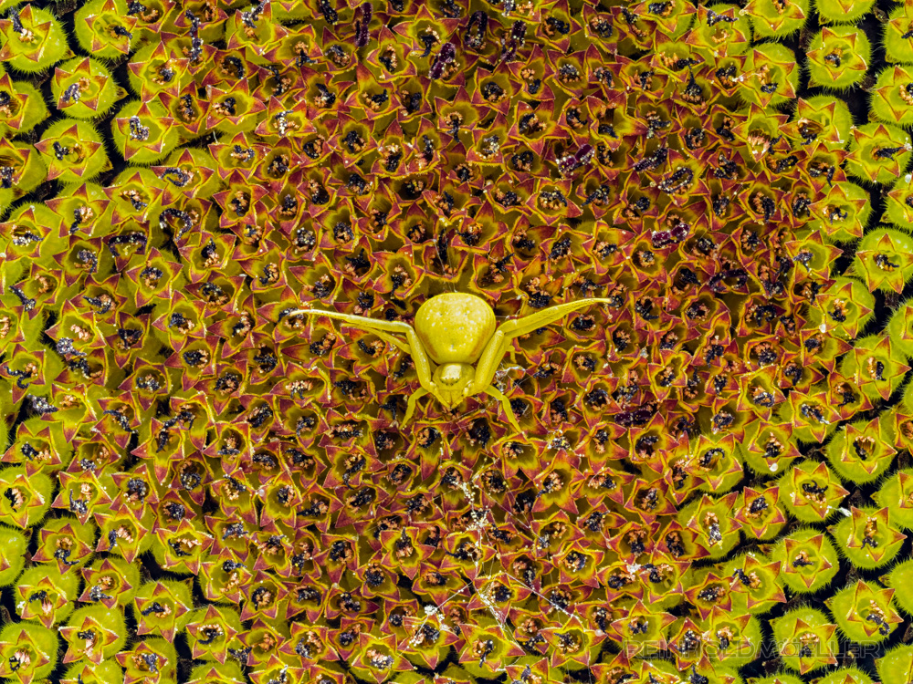 Krabbenspinne auf einer Sonnenblume